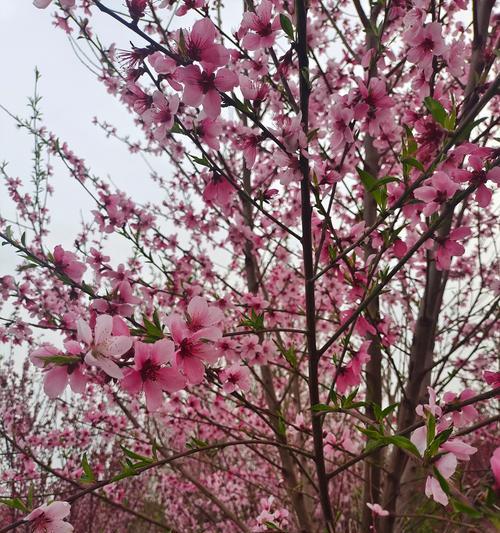 桃花的象征和寓意是什么？桃花语有什么特别含义？
