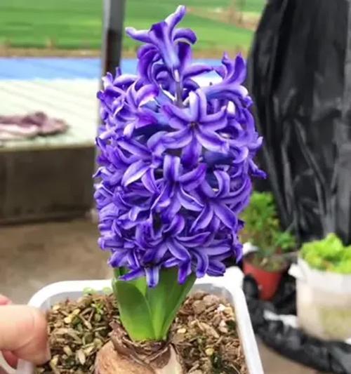 太空泥风信子的花语是什么？它象征着什么？