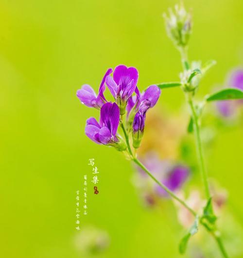 美国苜蓿草的花语是什么？它有何寓意？
