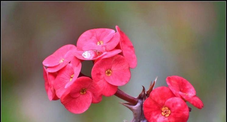 老虎的花语是什么？它象征着什么？