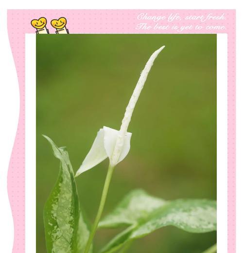 天南星作为生日花的花语是什么？它有何寓意？