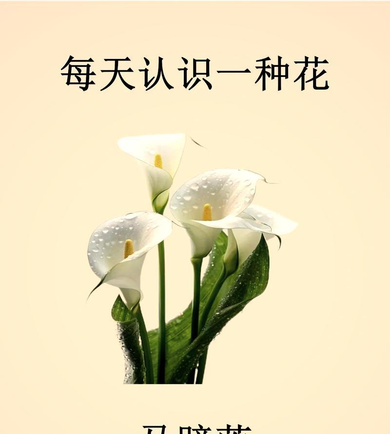 天南星作为生日花的花语是什么？它有何寓意？
