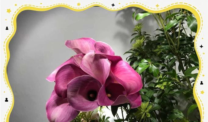 紫红色海芋的花语是什么？它有何特别含义？