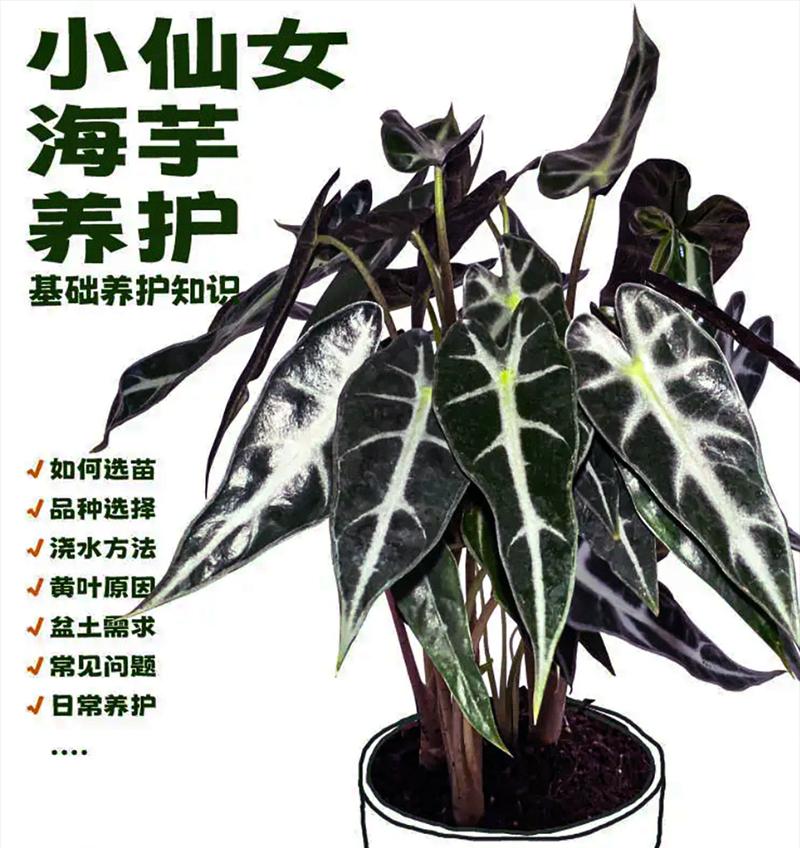 紫红色海芋的花语是什么？它有何特别含义？