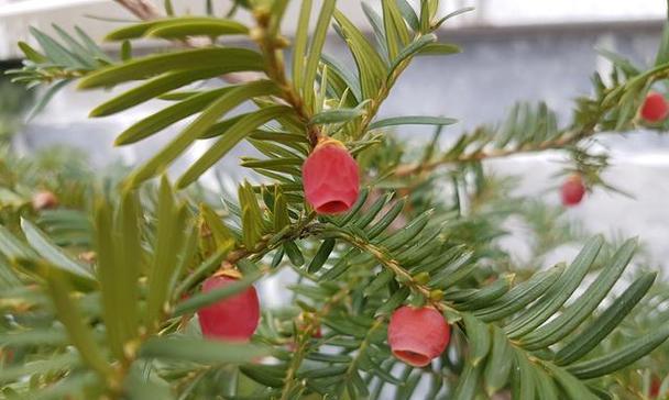 红豆杉盆栽的花语是什么？它有何寓意？
