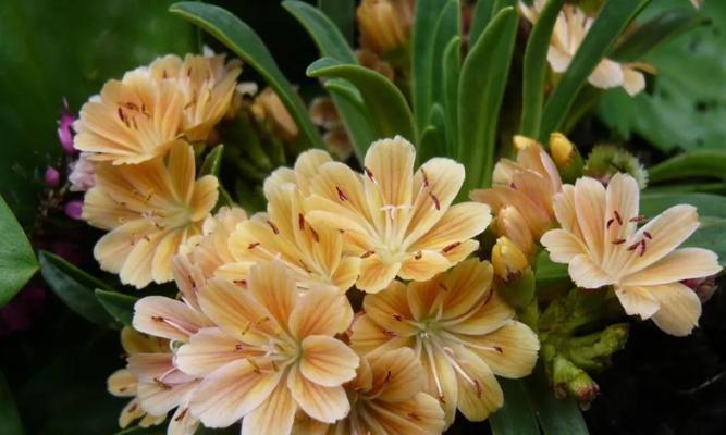 露薇花的花语是什么？它象征着什么？