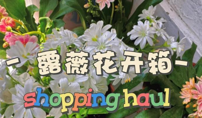 露薇花的花语是什么？它象征着什么？