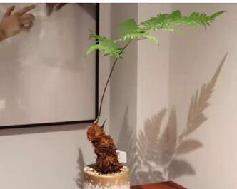 金毛狗蕨类植物的花语是什么？它有何含义？