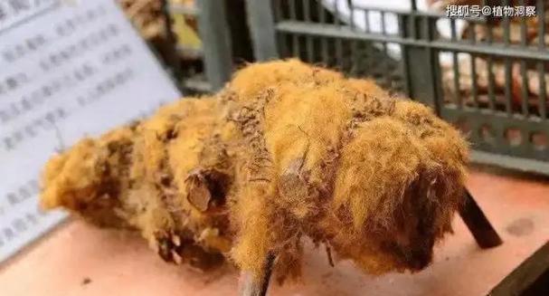 金毛狗蕨类植物的花语是什么？它有何含义？