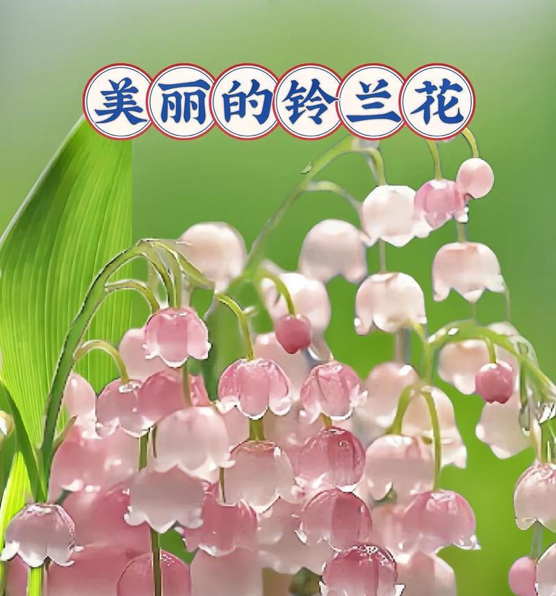 钤兰花的花语是什么？它象征着什么？