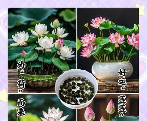 白木槿的花语是什么？它有何特别含义？
