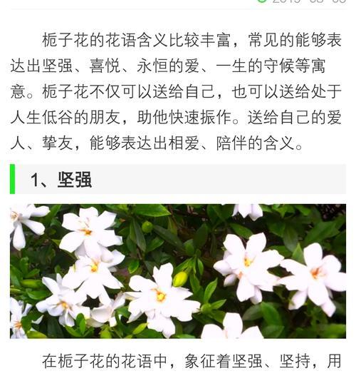 白木槿的花语是什么？它有何特别含义？
