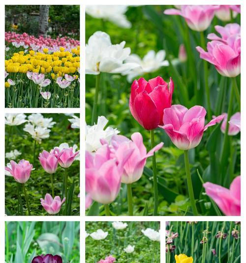 灰蓝色郁金香花语代表什么含义？