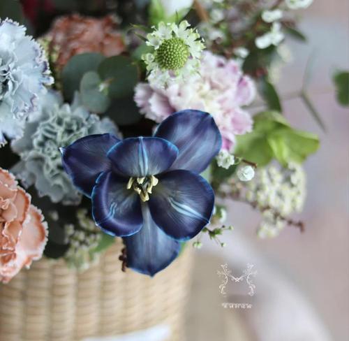 灰蓝色郁金香花语代表什么含义？