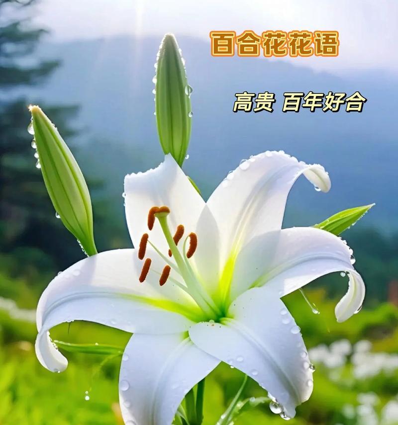 花语是生命里的花代表什么意义？