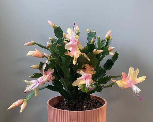 蟹爪兰的寓意花语有何特别之处？