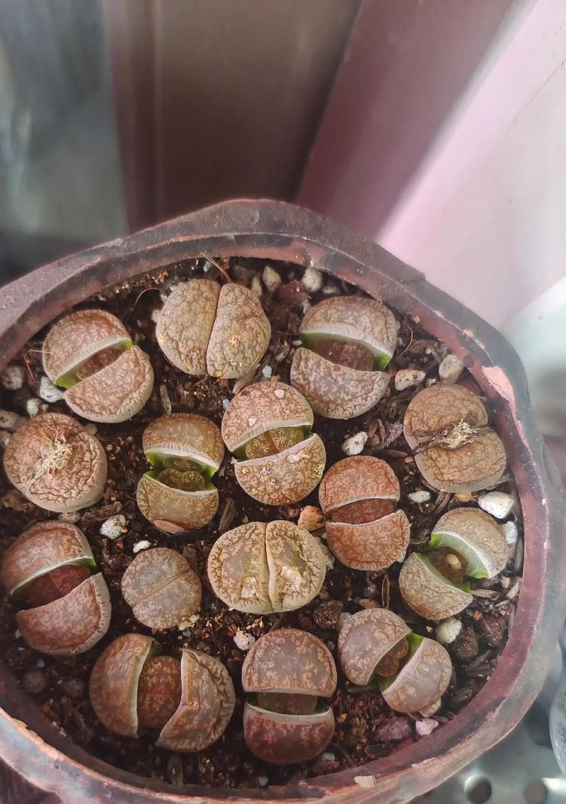 生石花的花语代表了什么？