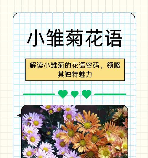 黄雏菊花语和寓意有何特别之处？