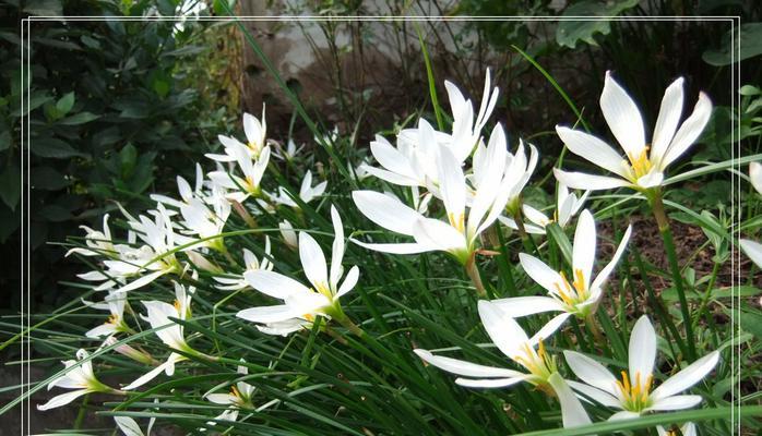 葱兰的花语代表了什么？