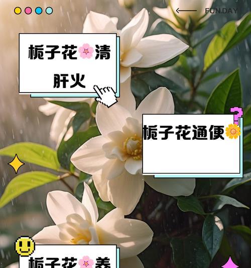 栀子花花语急神话有何含义？