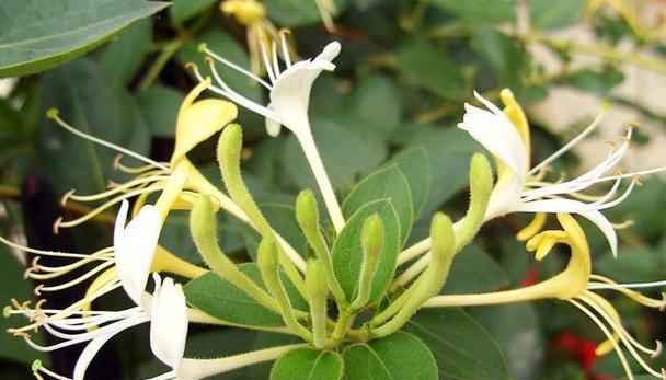 金银花的花语代表了什么？
