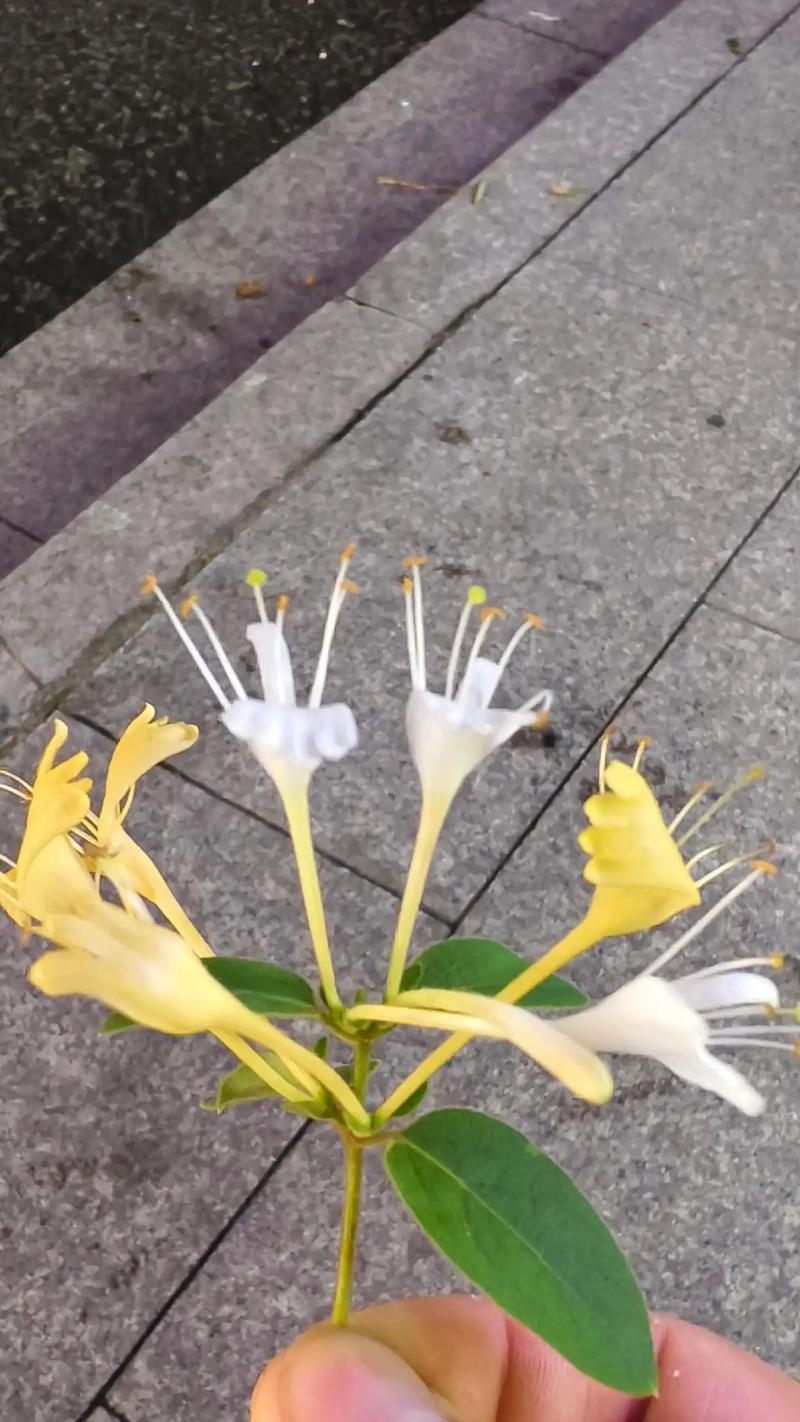金银花的花语代表了什么？