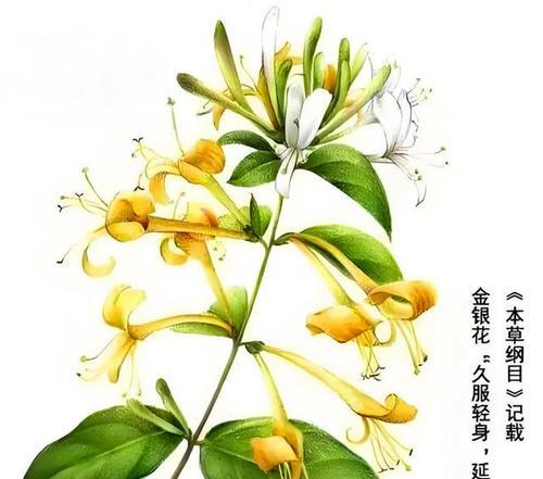 金银花的花语代表了什么？