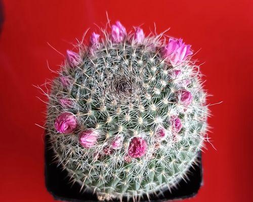 牡丹锦仙人球花语有何特别之处？