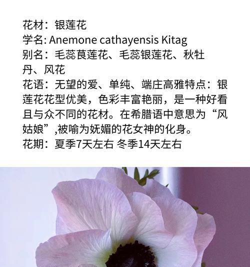 爱的花的花语代表了什么？