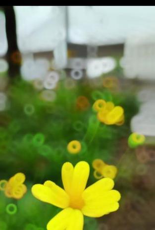 黄金菊花语代表了什么？