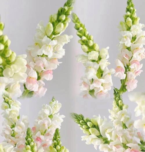 金鱼草生辰花花语有何含义？