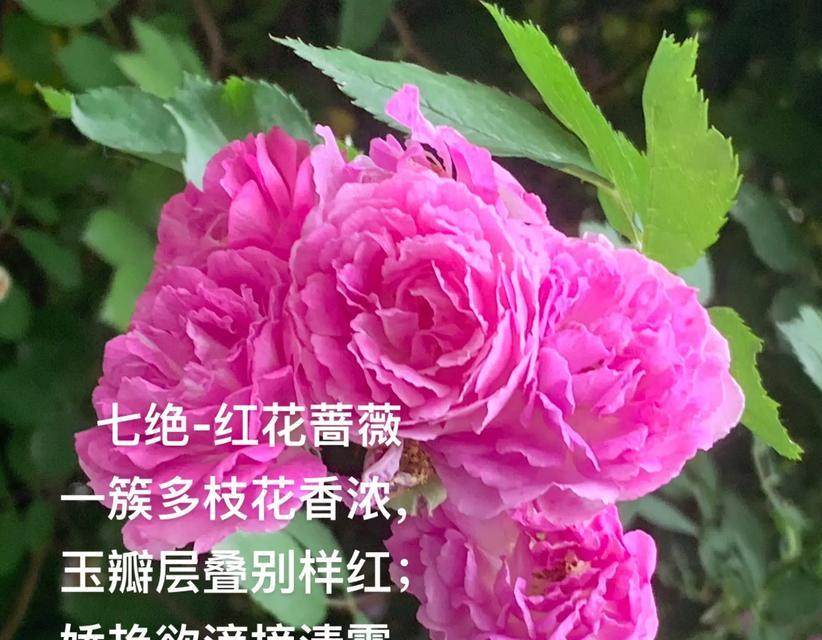 啬薇花花语的故事有何寓意？