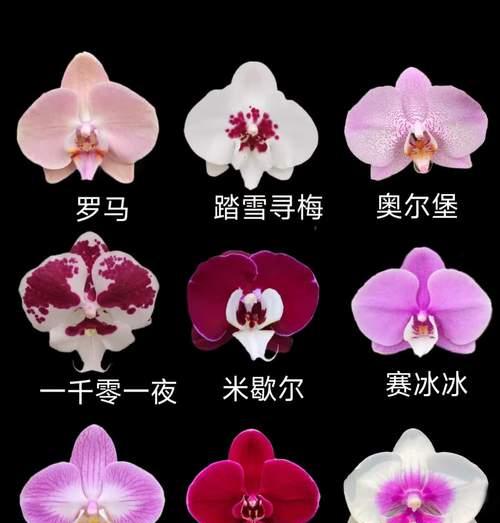 泰国蝴蝶兰号花语有何特别之处？