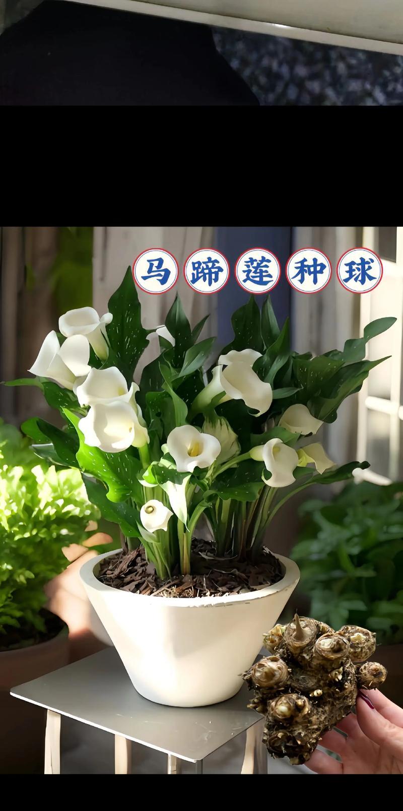 33朵马蹄莲花语代表什么含义？