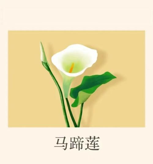 33朵马蹄莲花语代表什么含义？