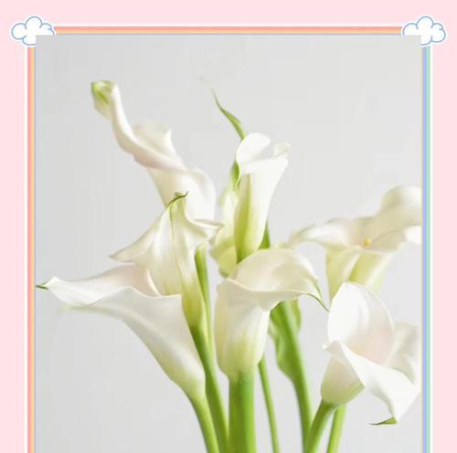 33朵马蹄莲花语代表什么含义？