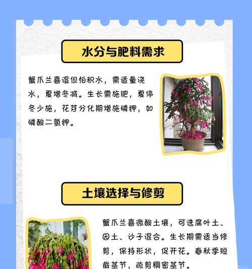 蟹爪兰的花语和寓意是什么？