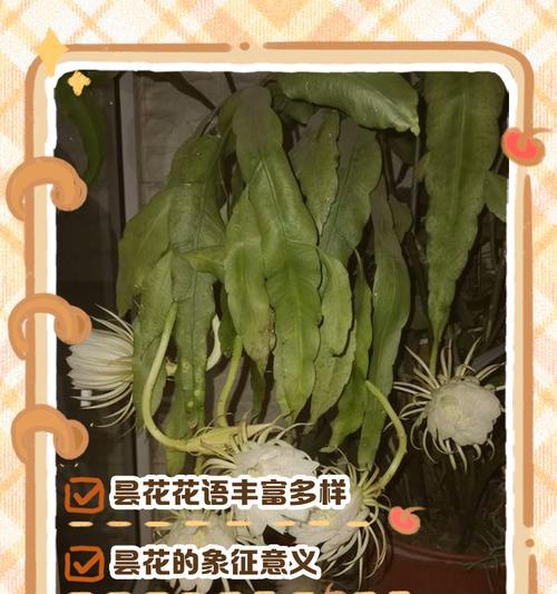 白昙花的花语代表什么？
