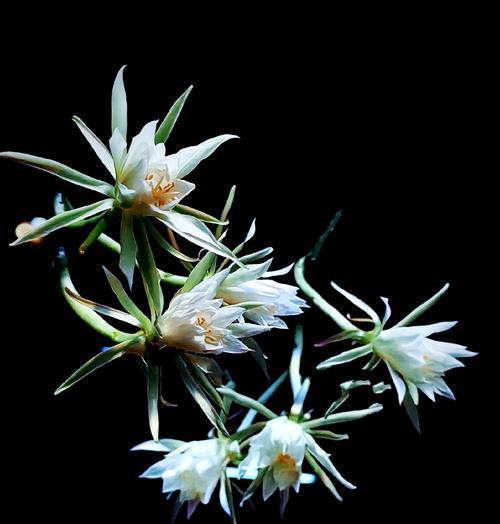 白昙花的花语代表什么？
