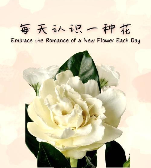 白蟾花的花语有何寓意？