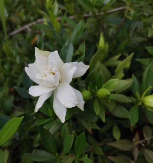 白蟾花的花语有何寓意？