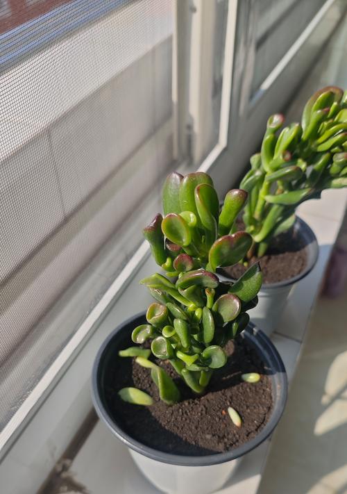 虹之玉锦的花语是什么？
