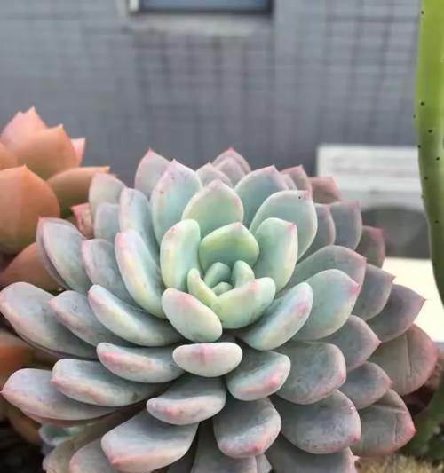 虹之玉锦的花语是什么？