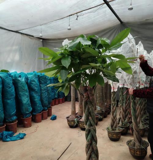 发财树的花语和象征意义是什么？