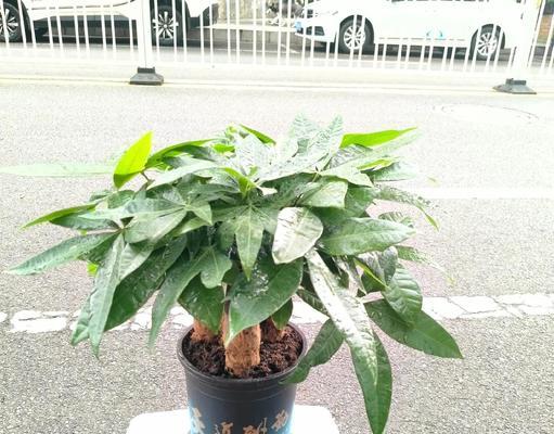 发财树的花语和象征意义是什么？