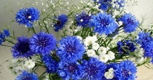 满蓝色天星的花语代表什么？