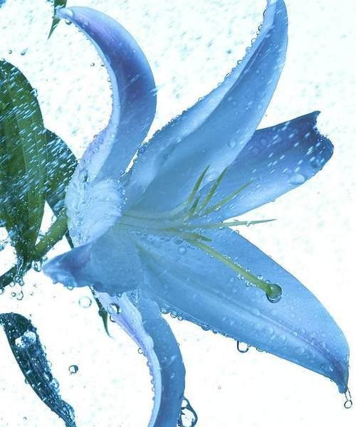 满蓝色天星的花语代表什么？