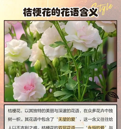 桔梗的花语是否代表遗憾？