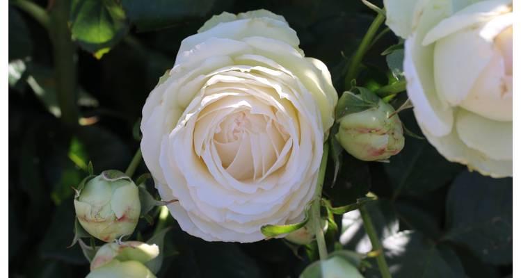 月光花的花语有何特别之处？