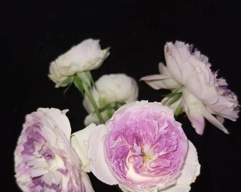 月光花的花语有何特别之处？